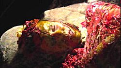 alienspecies24.jpg (13304 Byte)